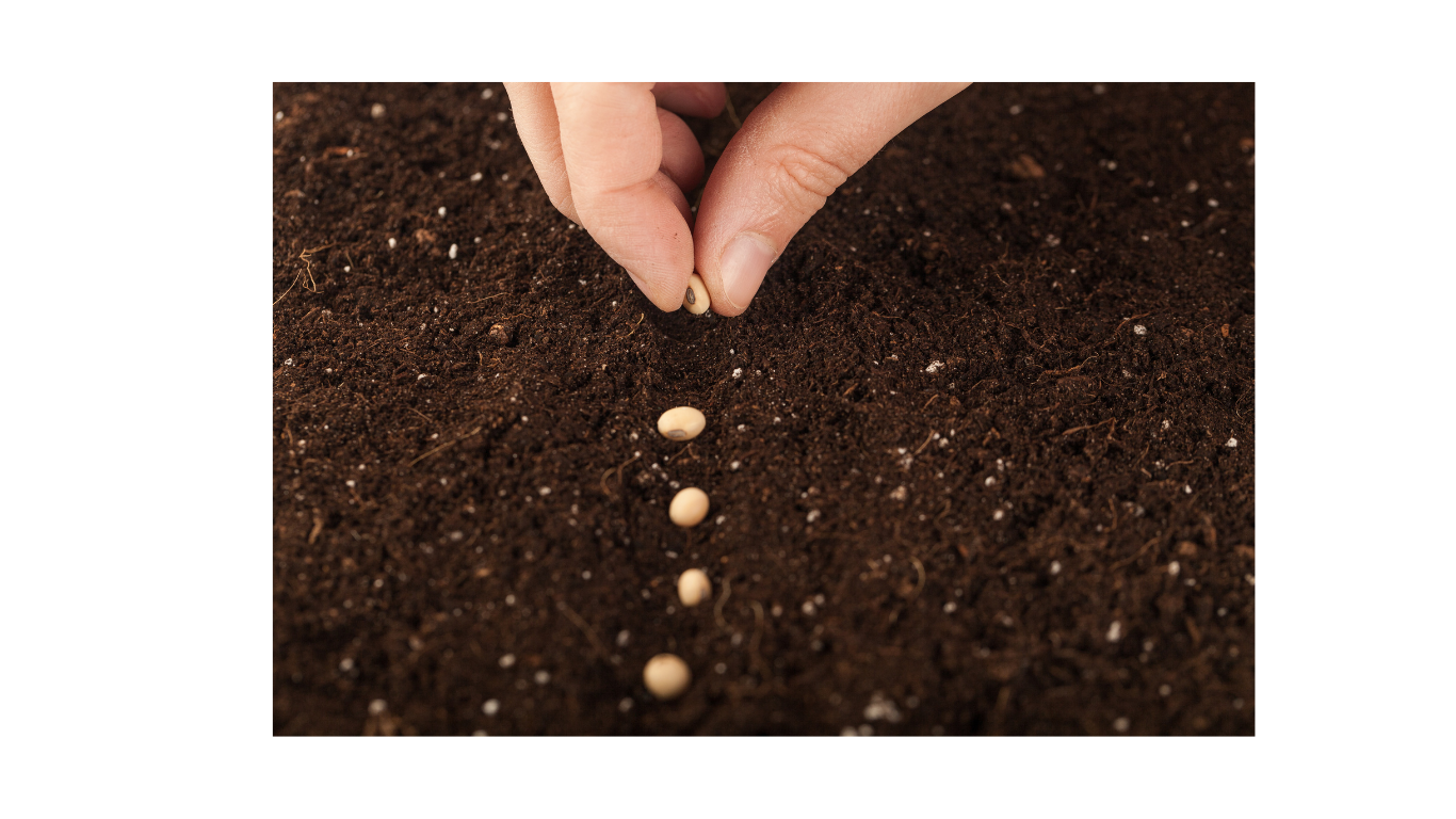 A hand sowing a line of cow pea seeds on top of a bed of soil. 