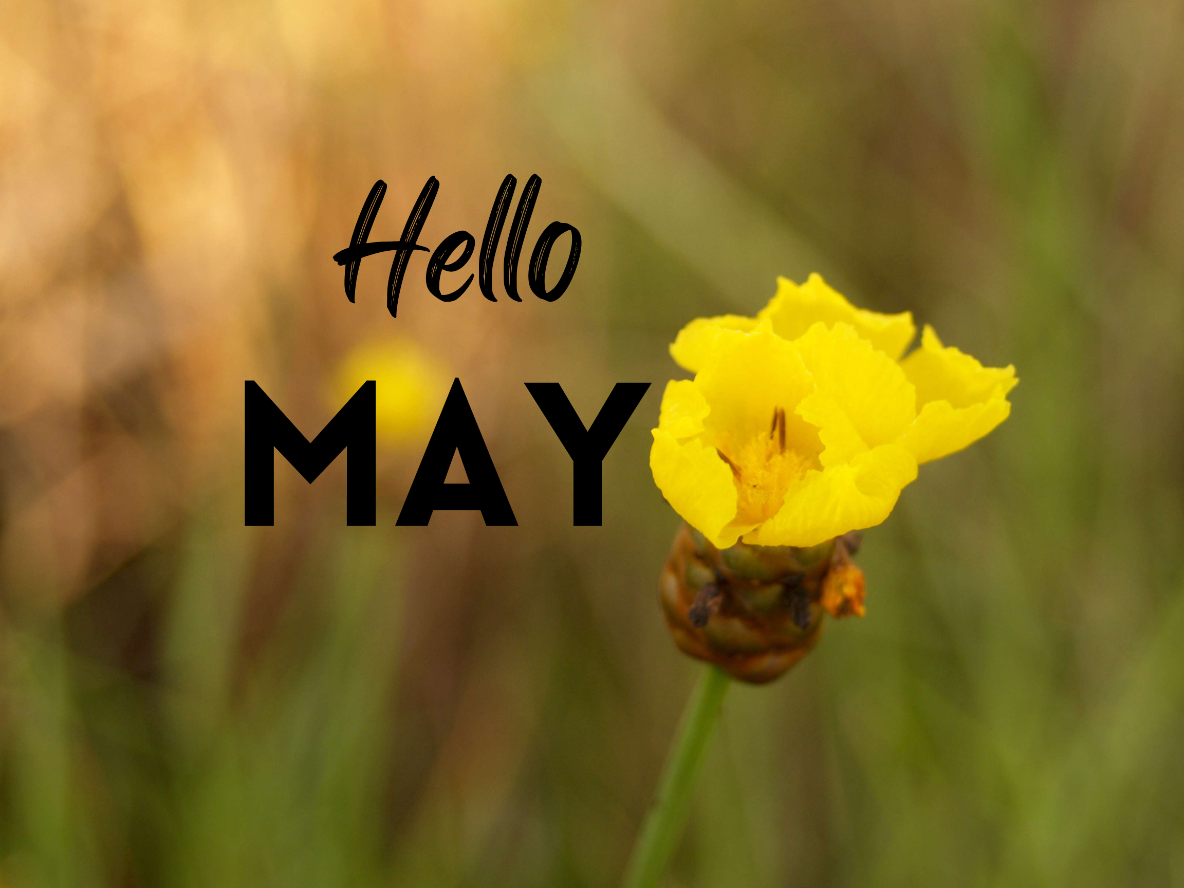 May Planting Guide: What to Grow in Zones 4-8