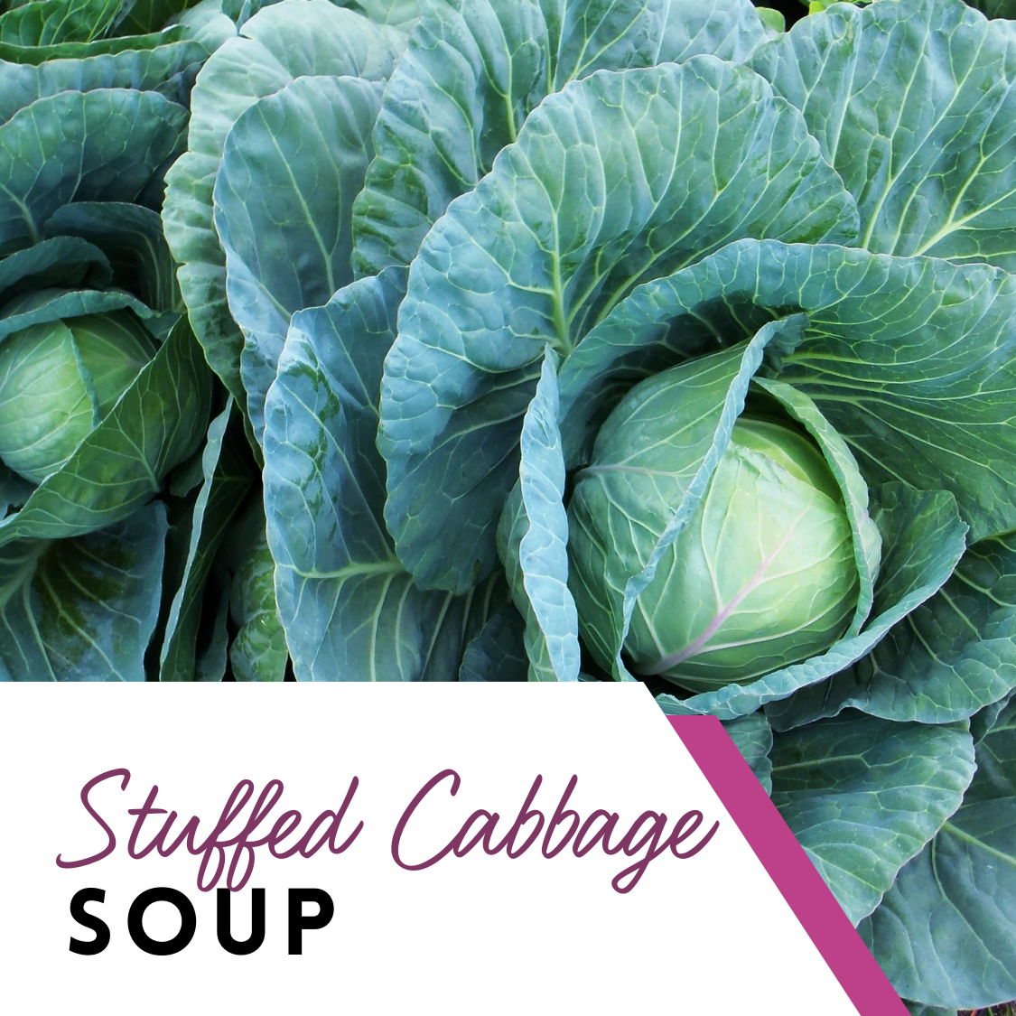 Stuffed Cabbage Soup