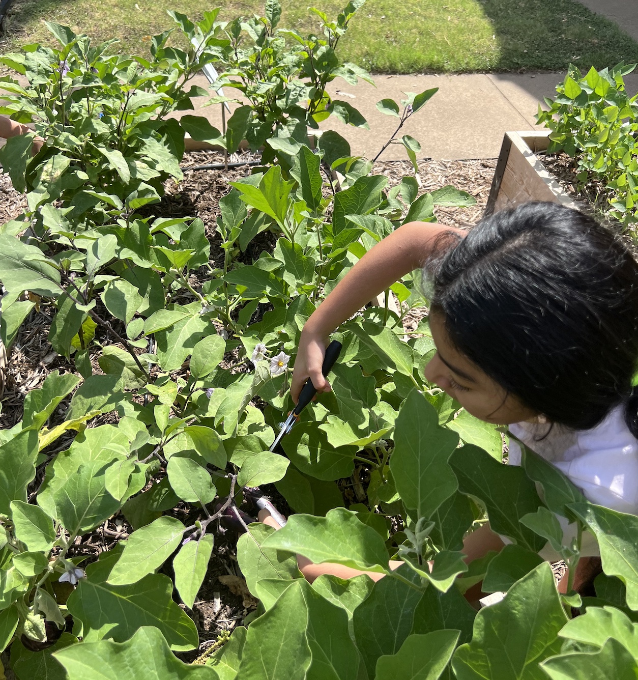 926-kids-in-eggplant-bed-17539017300042.jpg
