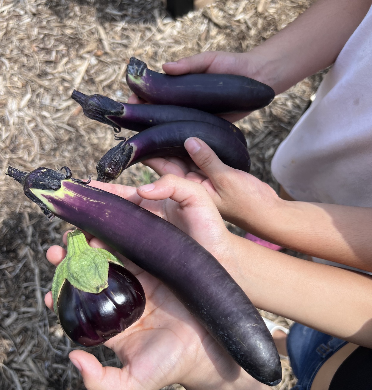 926-kids-with-eggplant-harvest-17539014914689.jpg