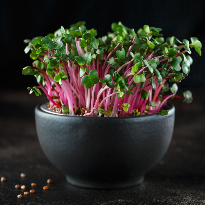 287-red-arrow-radish-2-17157111666953.png