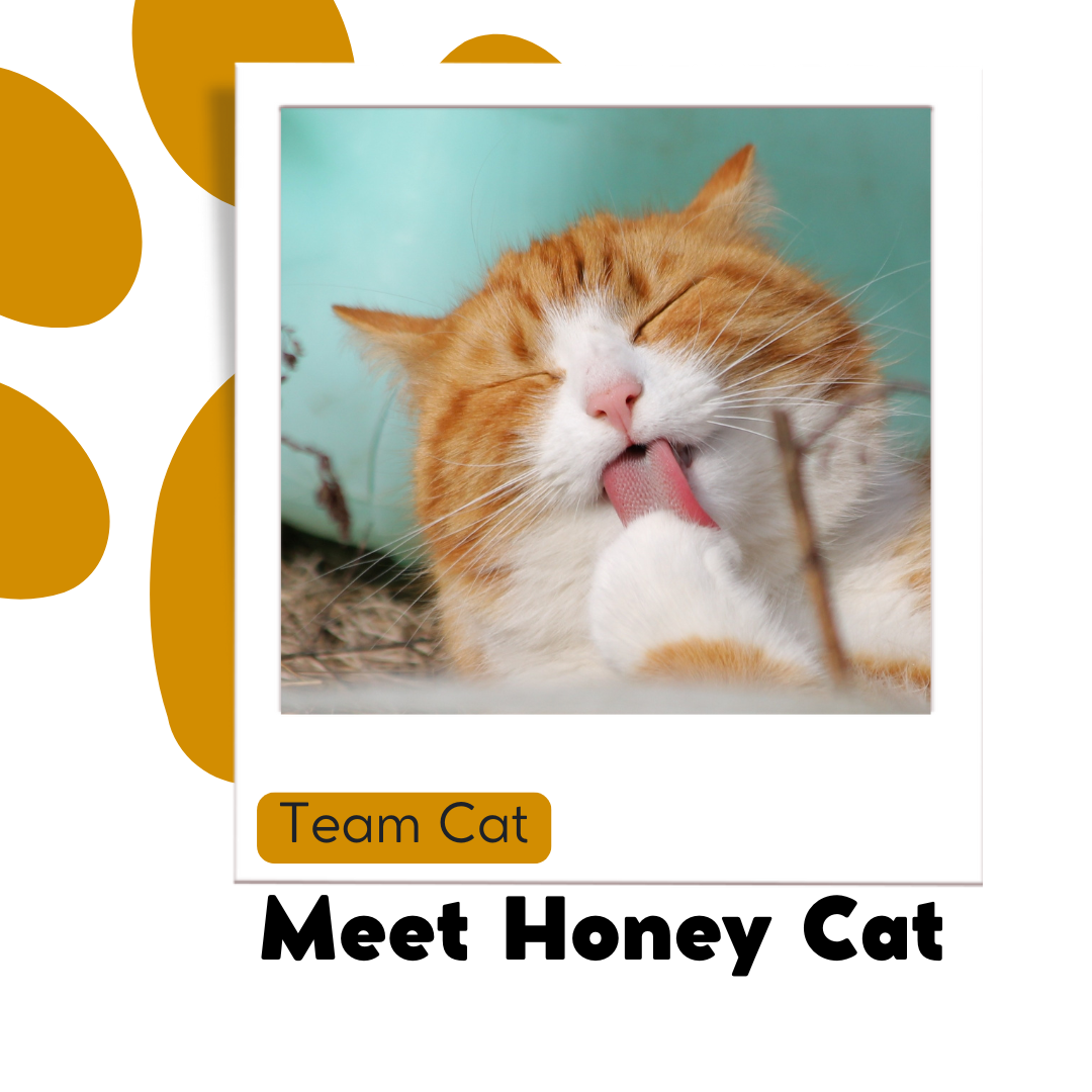 606-meet-honey-cat-1-17660075215739.png