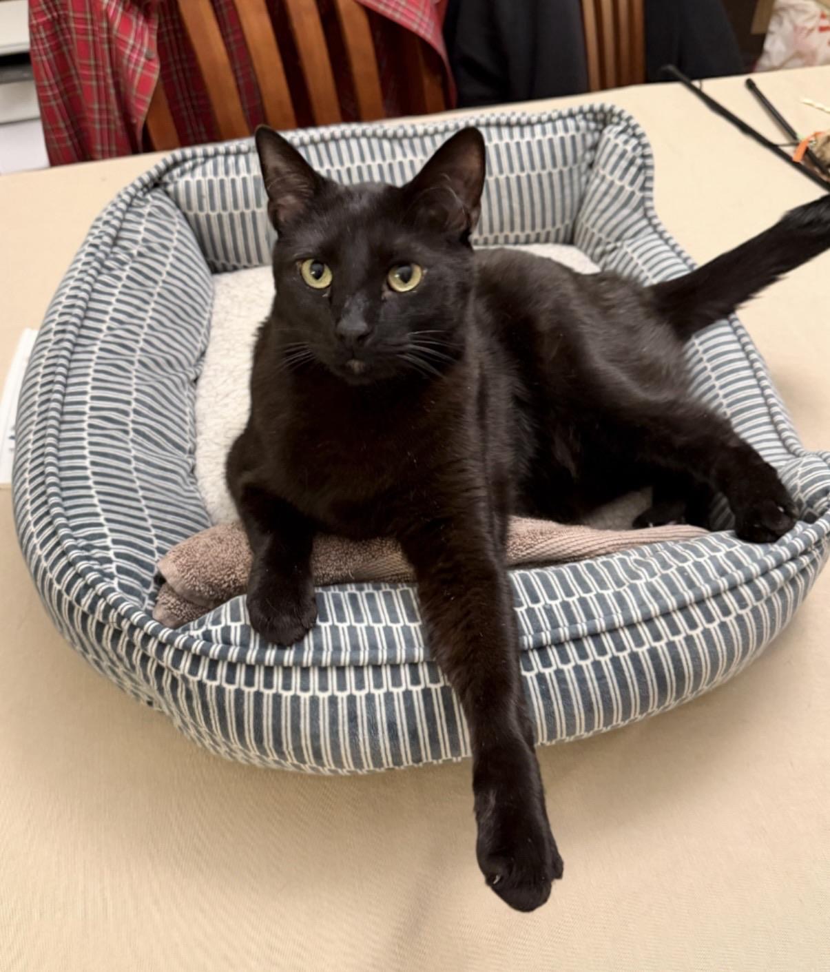 701-blackcatinastripedmattresstickingpetbed-17841553841905.jpg