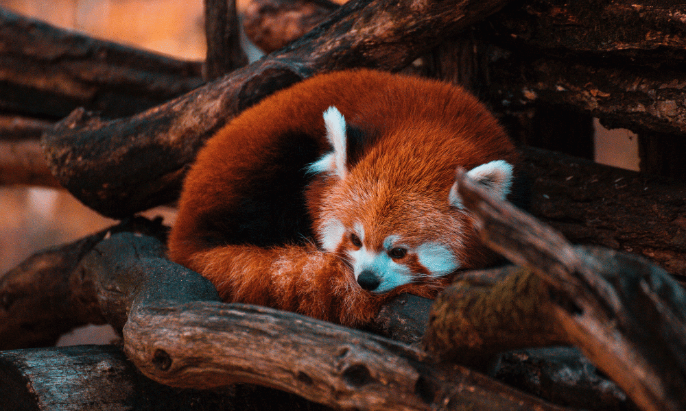 Learn more about Red Pandas