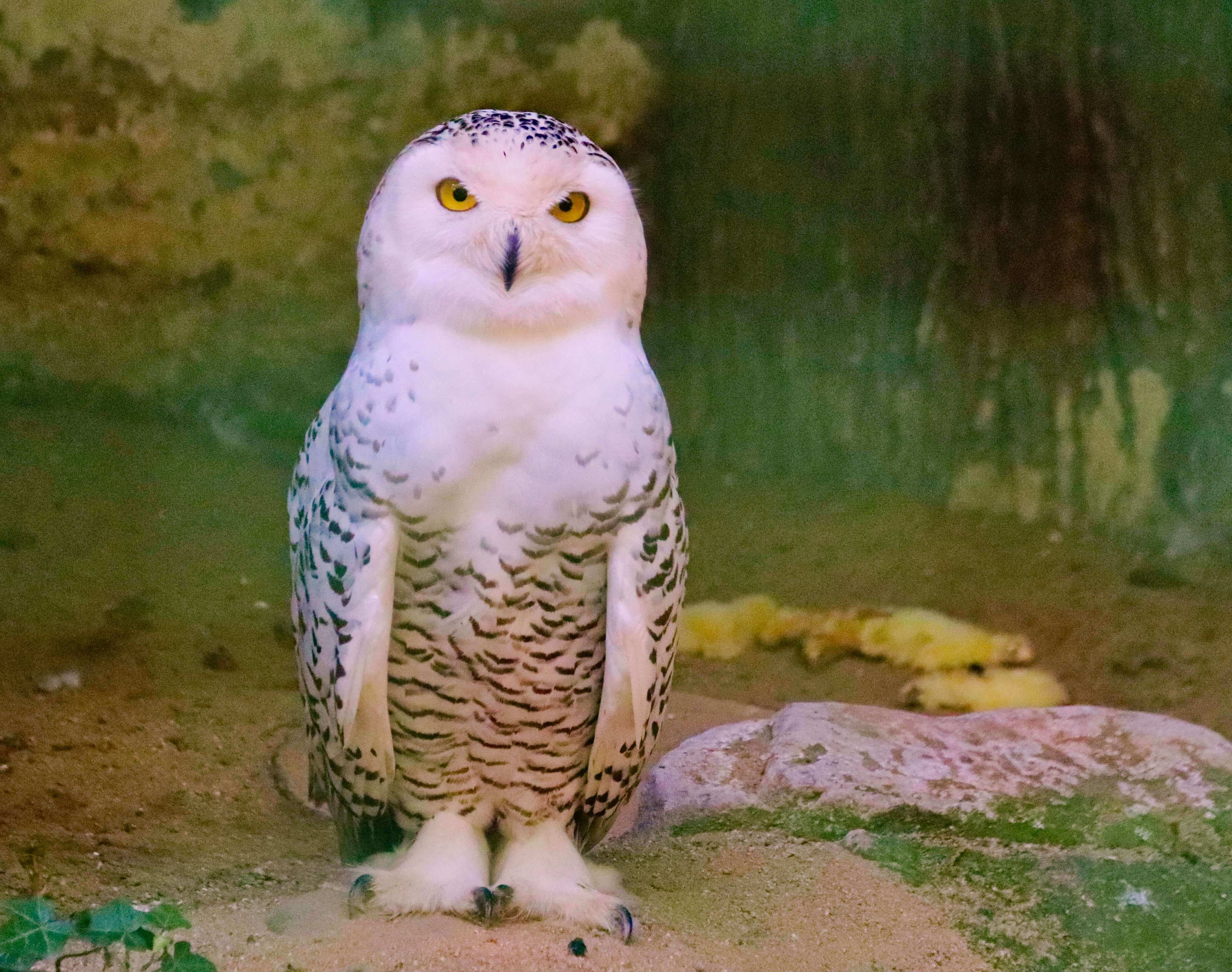 snowy owl standing on the ground