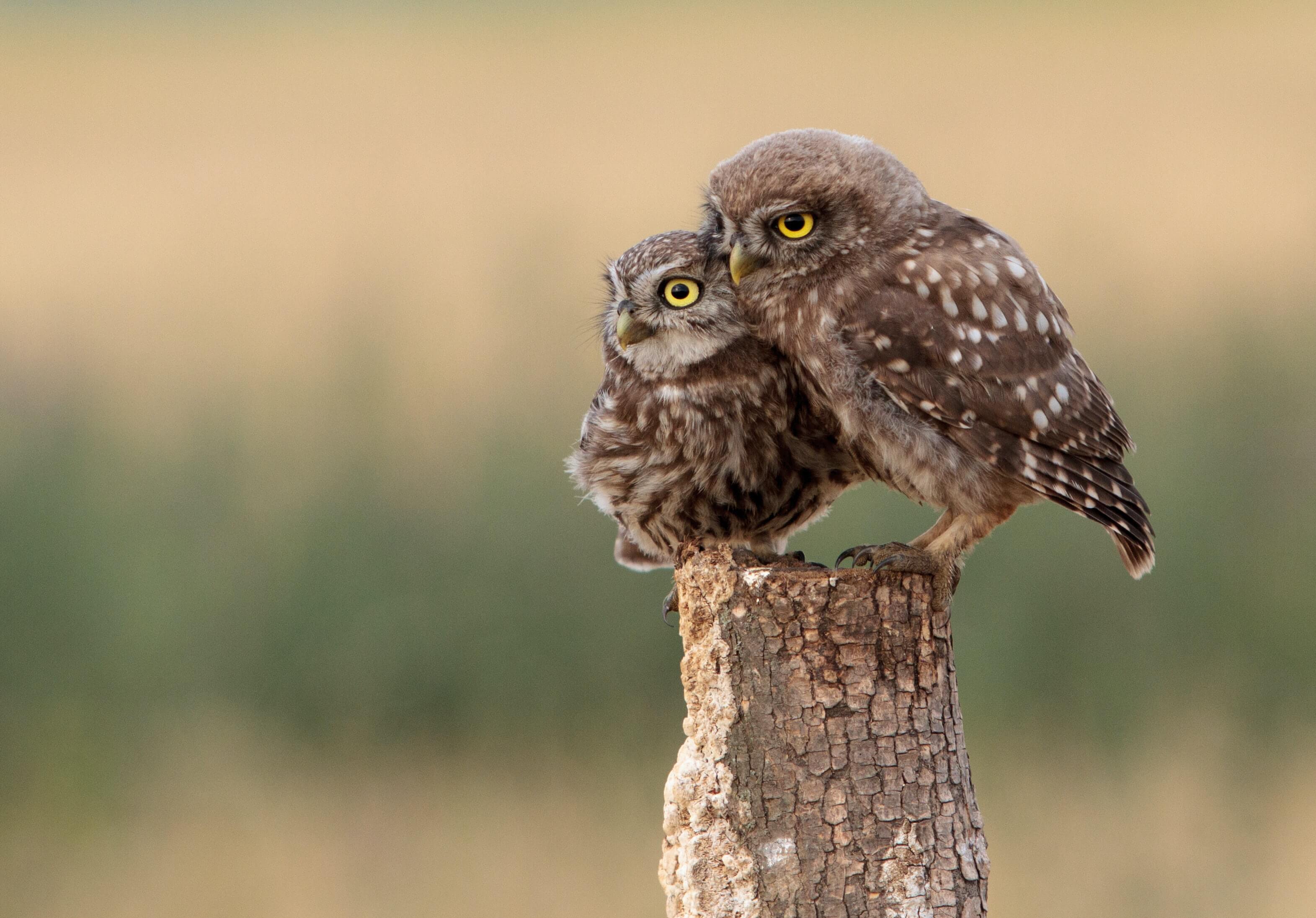 owl family