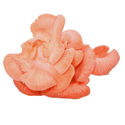 68-pink-oyster-500x500px-16756166224792.png