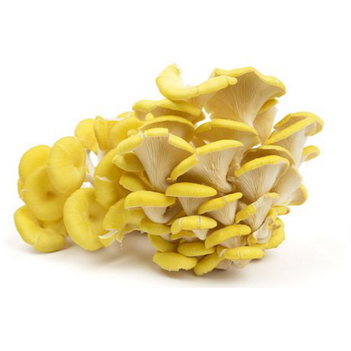 68-yellow-oyster-500x500px-16756161693557.png