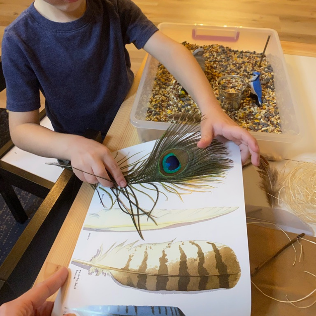 Matching bird feather to image in book