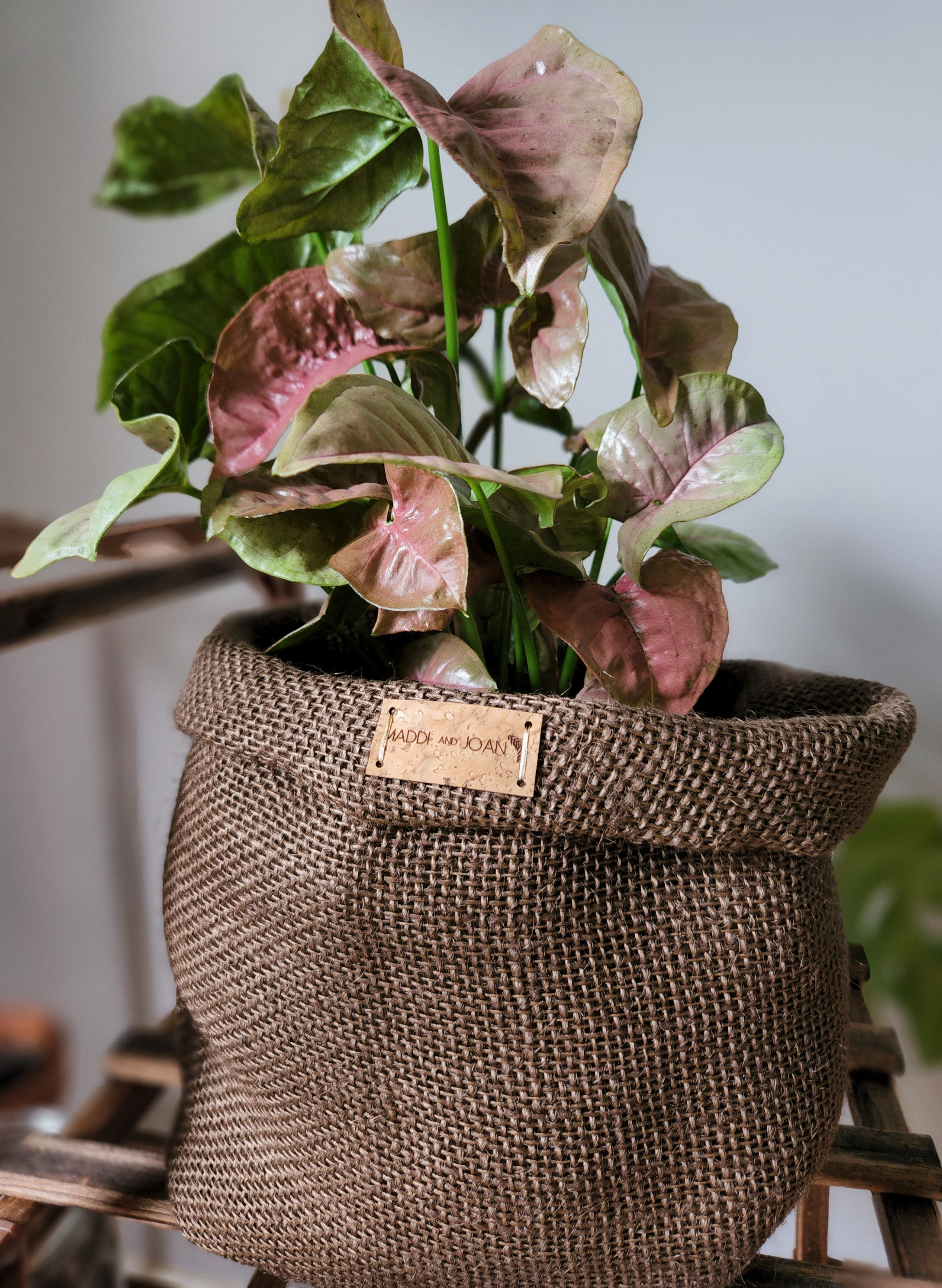 plant covercocoa brown-shopify