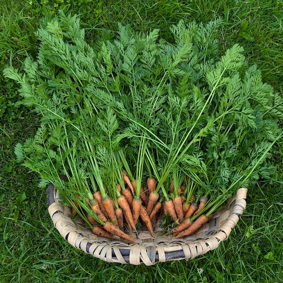 24-carrots-17248606039798.jpg