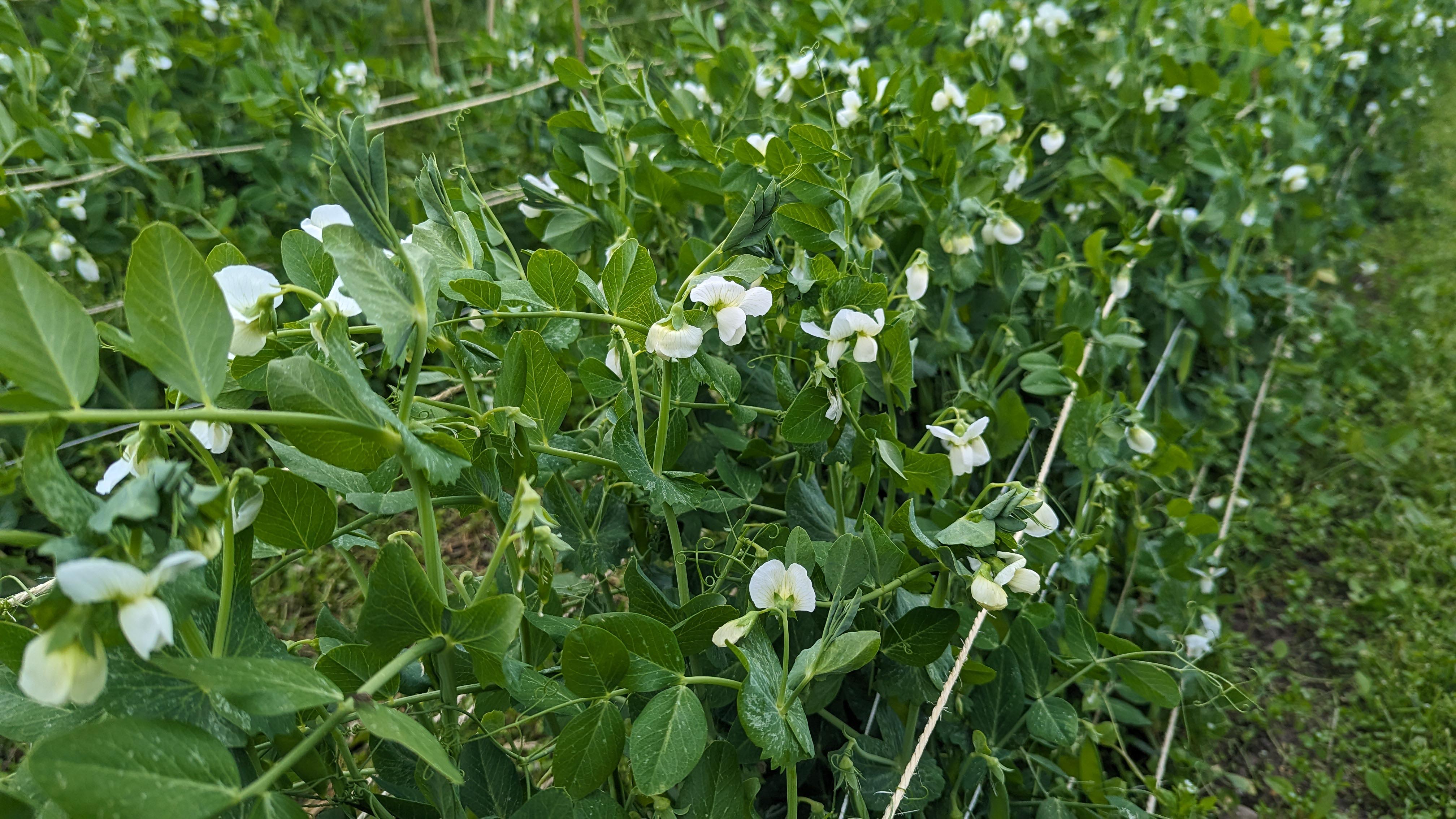 92-r79-peas-17186985517068.jpg