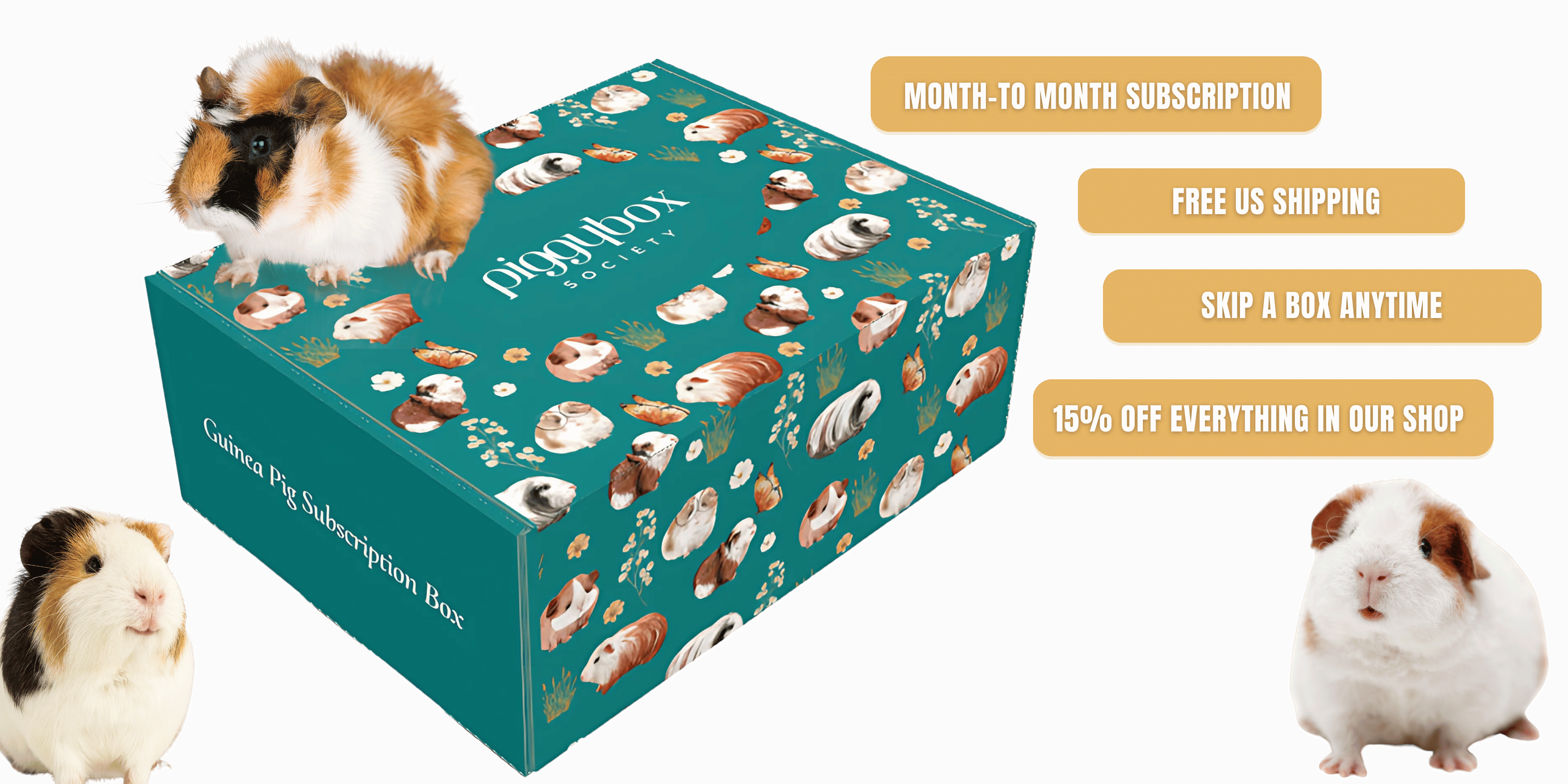 265-subscription-box-for-guinea-pigs-guinea-pig-toys-box-17405419531704.png