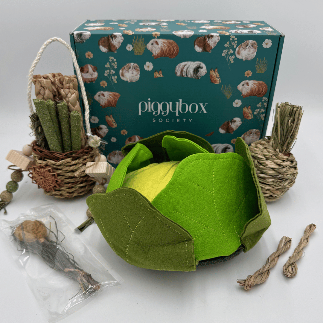 460-subscription-box-for-guinea-pigs-13-17902674115317.png