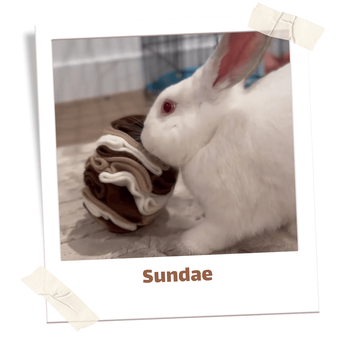 657-cute-bunnies-with-their-bun-box-2-17030439734477.png