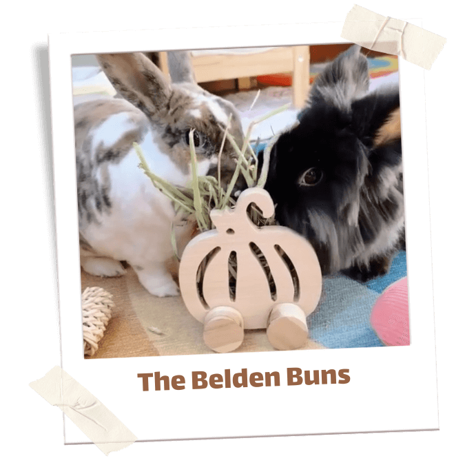 657-pics-of-buns-16-2-17013829017508.png