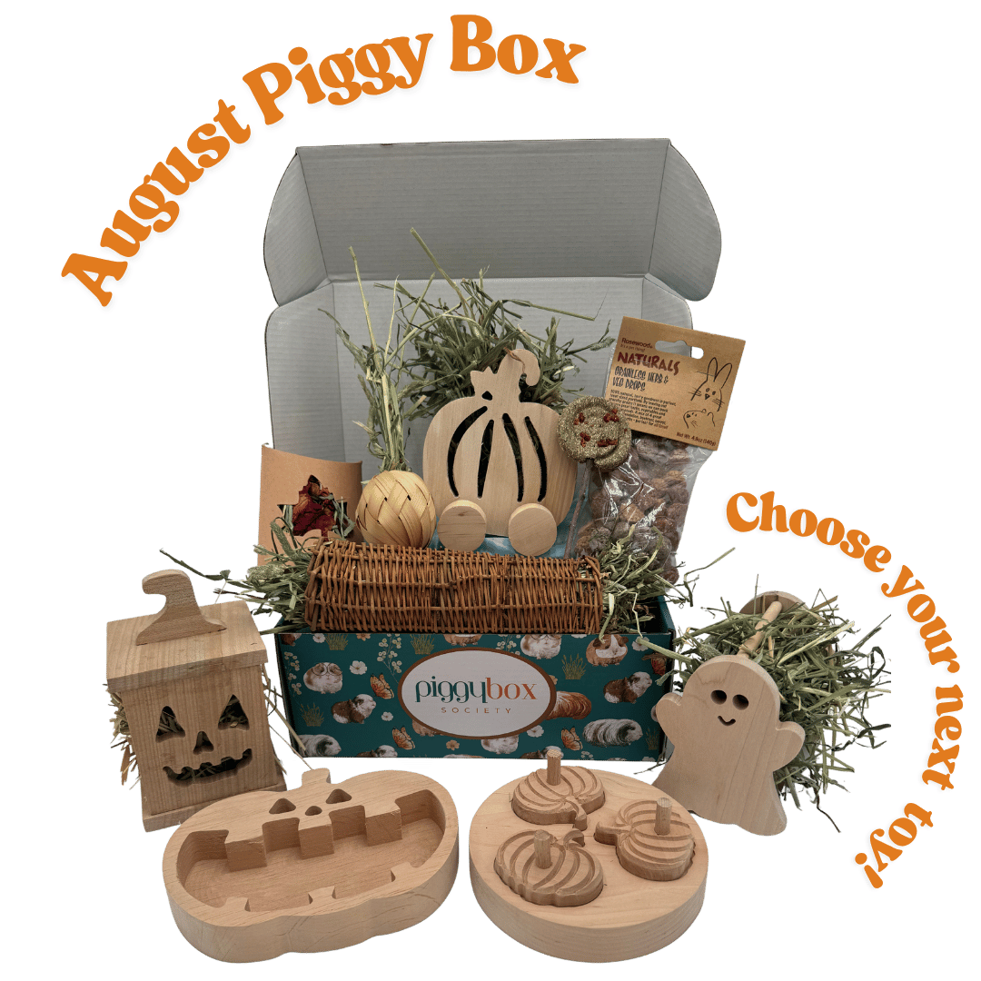 926-guinea-pig-subscription-box--3-17547982578519.png