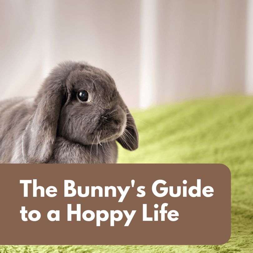 The Bunny's Guide to a Hoppy Life: Tips for a Happy and Healthy Rabbit