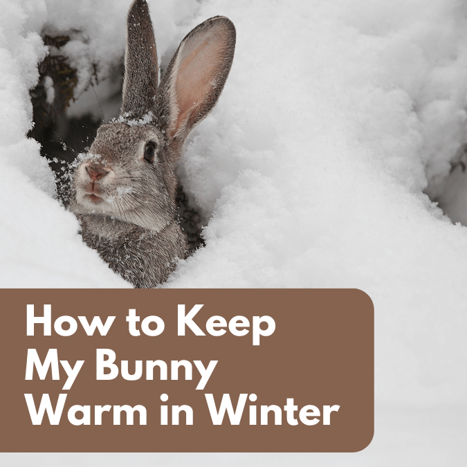 How to Keep My Bunny Warm in Winter