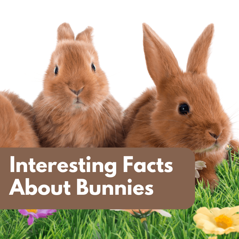 Interesting Facts About Bunnies
