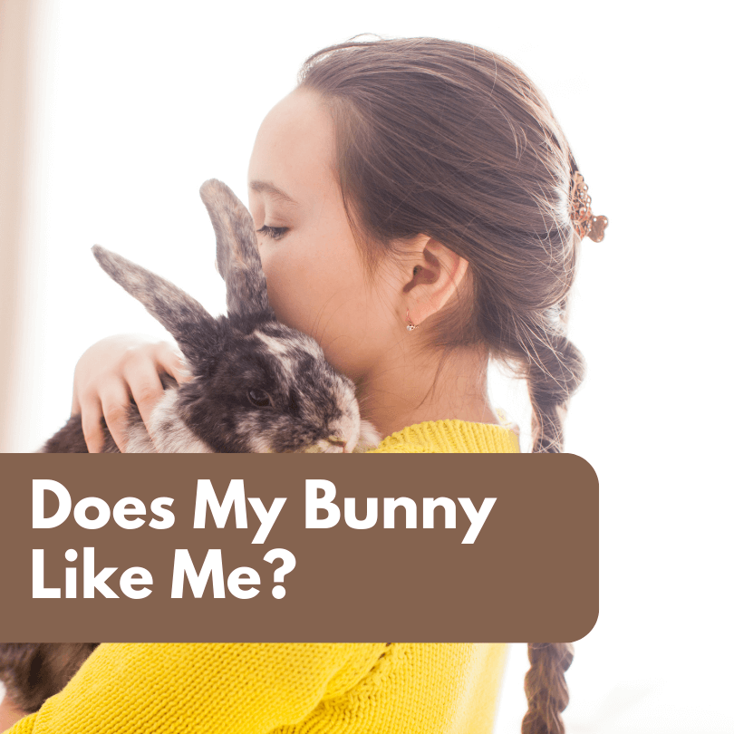 Does My Bunny Like Me?