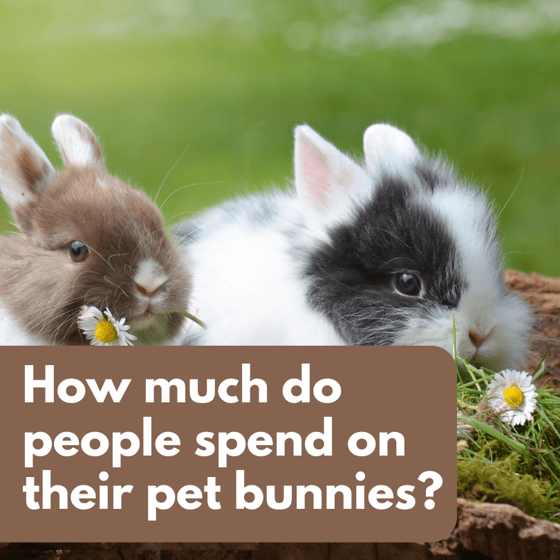 How much do people spend on their pet bunnies?