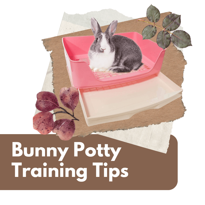 The Ultimate Guide to Litter Training Your Bunny