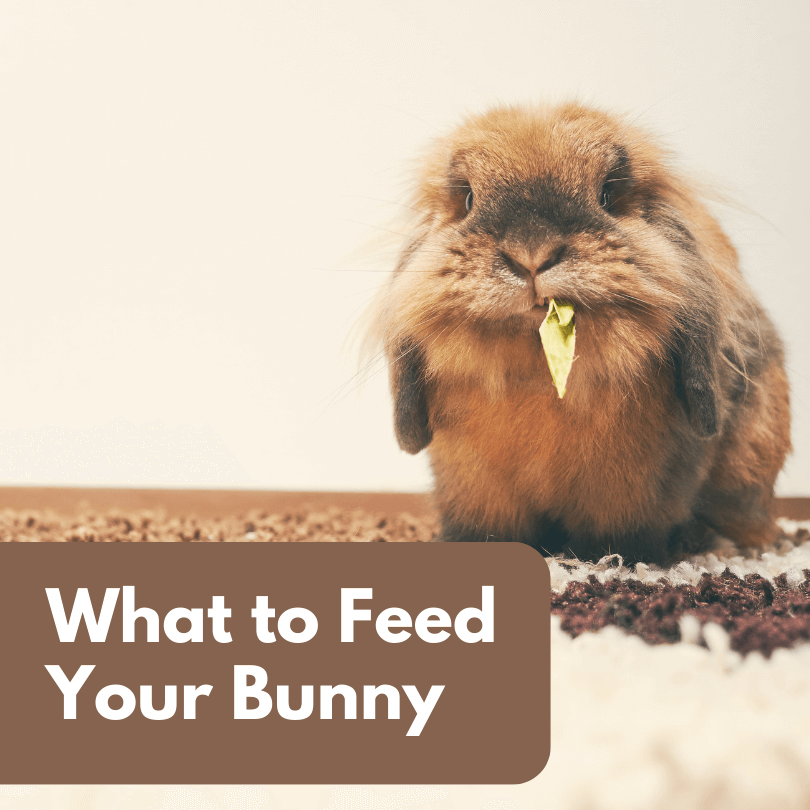 What to Feed Your Bunny: Your Guide to a Healthy Rabbit Diet