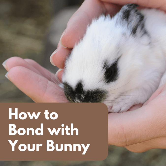 How to Bond with Your Bunny: A Guide to Rabbit Companionship