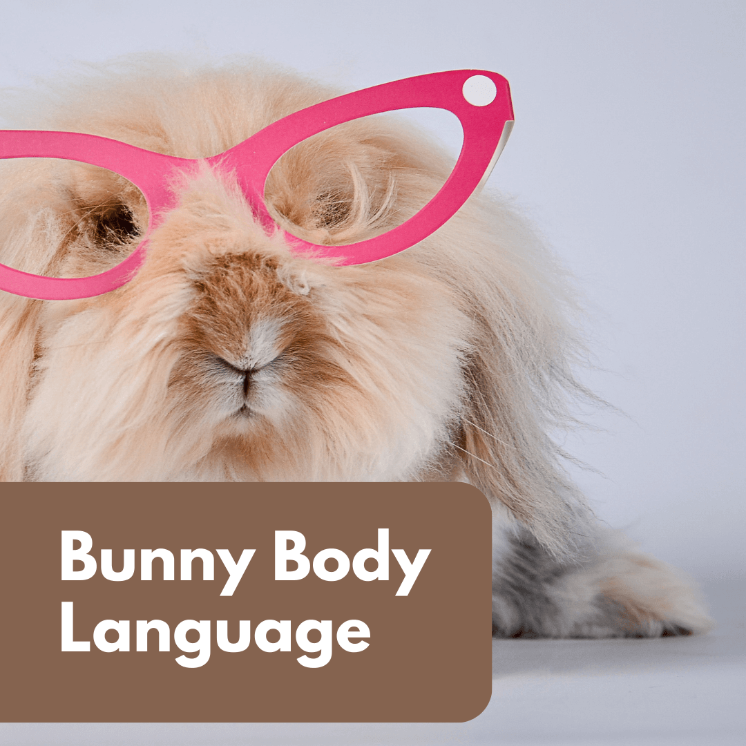 Bunny 101: Unraveling the Secrets of Rabbit Body Language