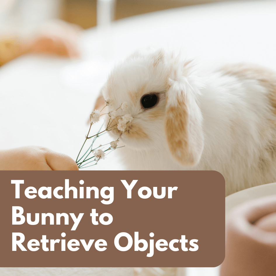 Bunny Training Tip: Teaching Your Bunny to Retrieve Objects