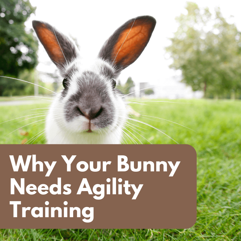 Why Your Bunny Needs Agility Training