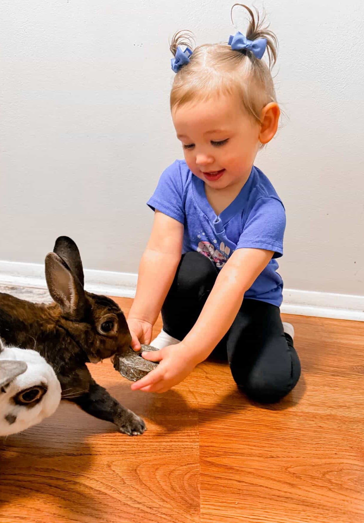 Young child wearing Bunny FunBox t-shirt playing with a bunny