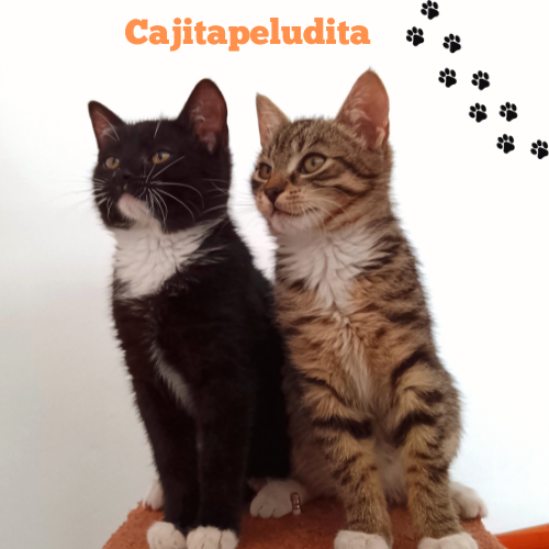 Cajitapeludita