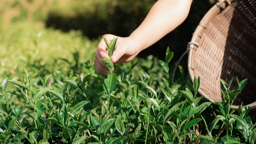 387-camellia-tea-plant-hand-picked.jpeg