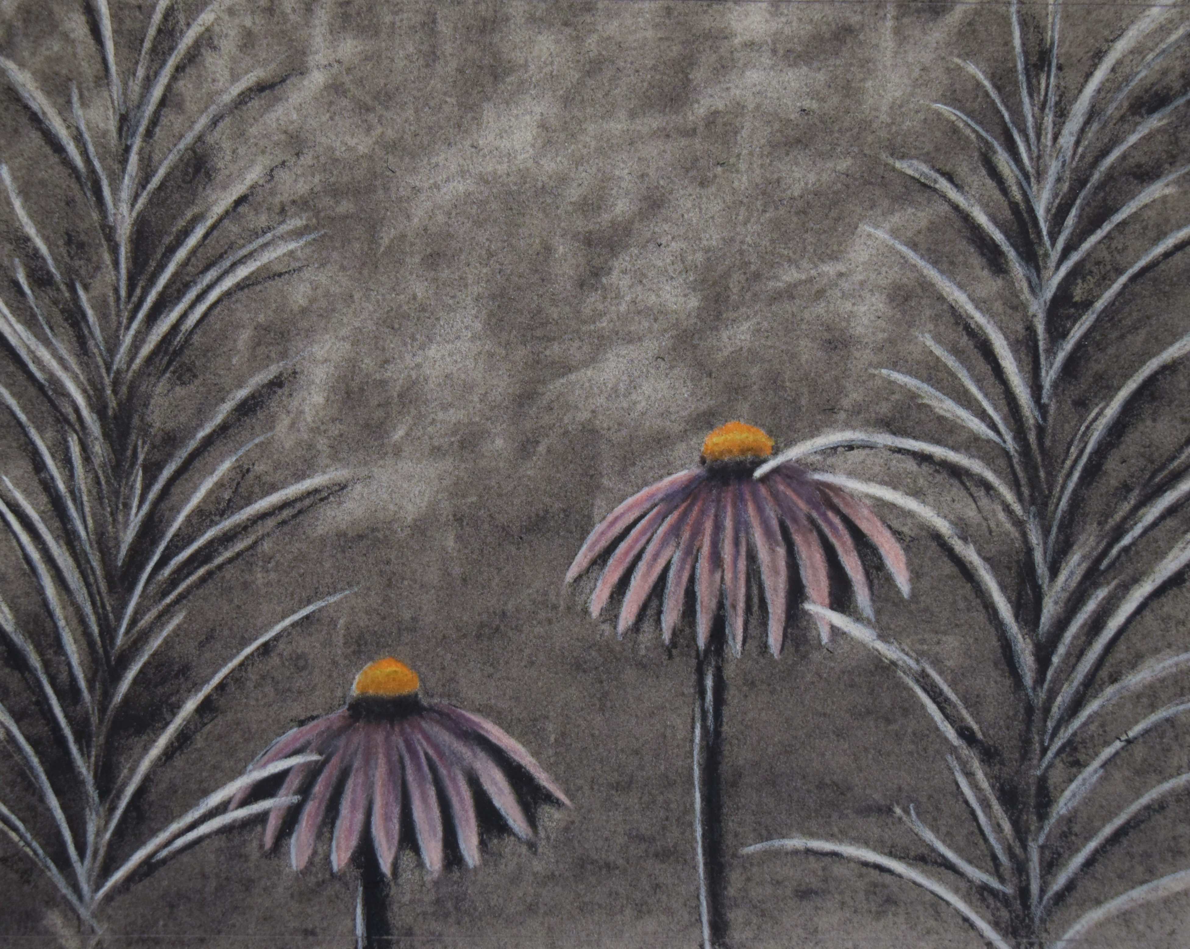 277-coneflower-15924843173259.jpg