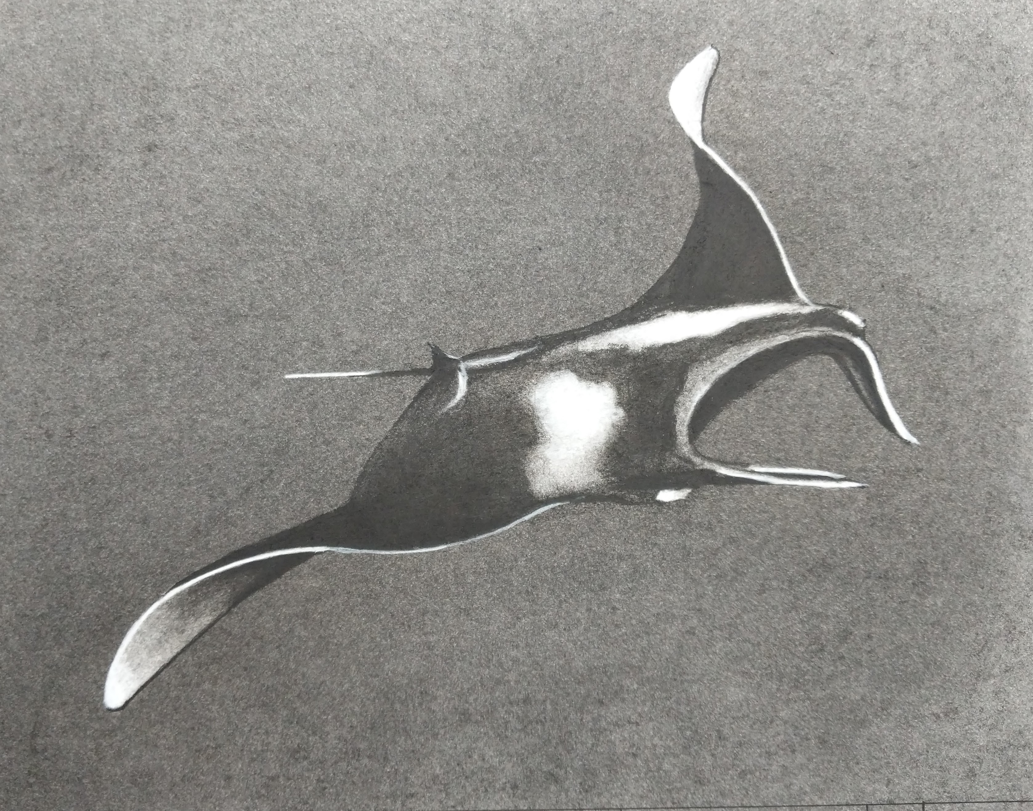 277-mantaray.jpg