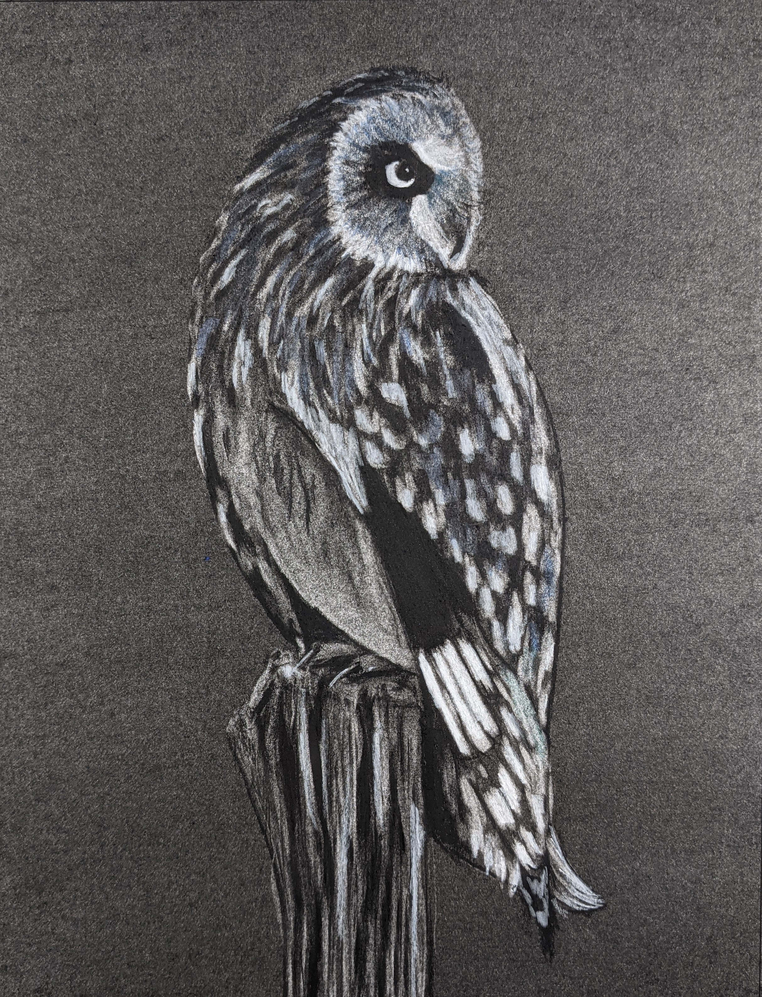Mr. Owl 82-mrowl.jpg