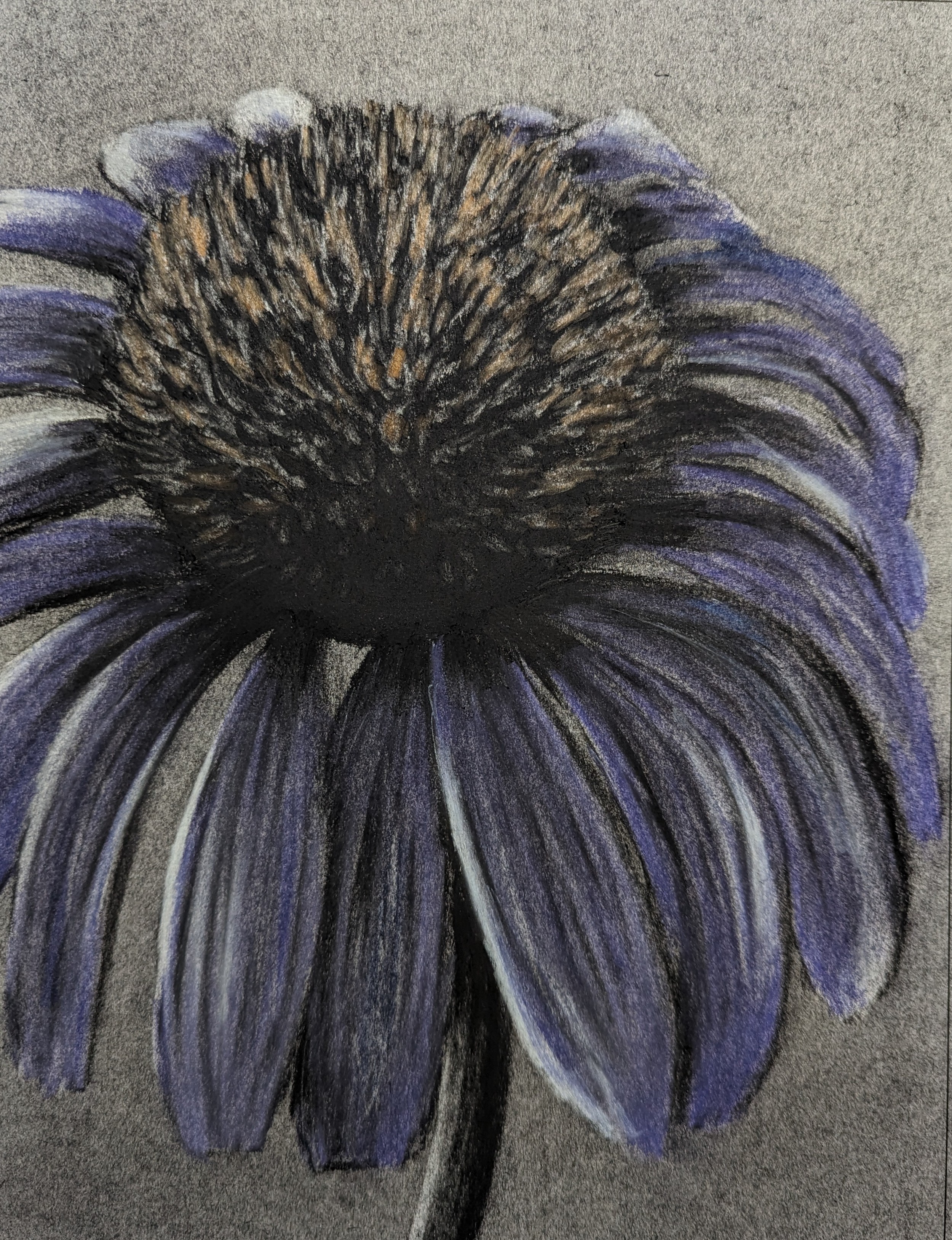 Cone Flower 82-pxl202401241513313552-17061106274632.jpg
