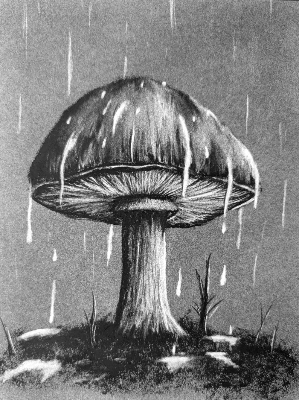 Shroomin in the Rain 82-shroomin-in-the-rain-17399822774639.jpg