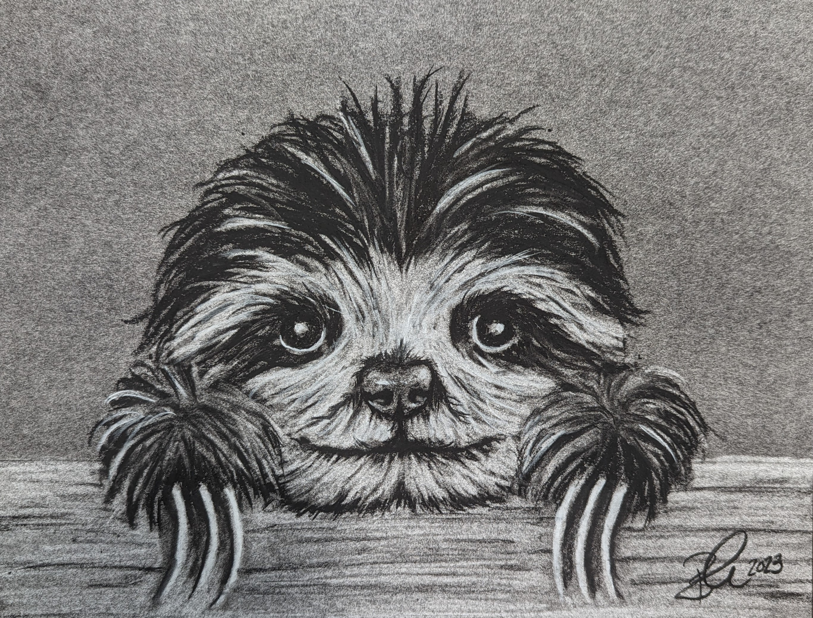 Shelly the Sloth 83-shelly-the-sloth-16908958580547.jpg