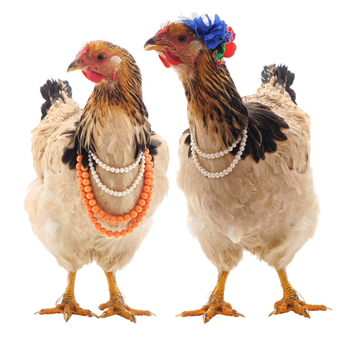 26-website-hens-in-pearls-17240081679249.jpg