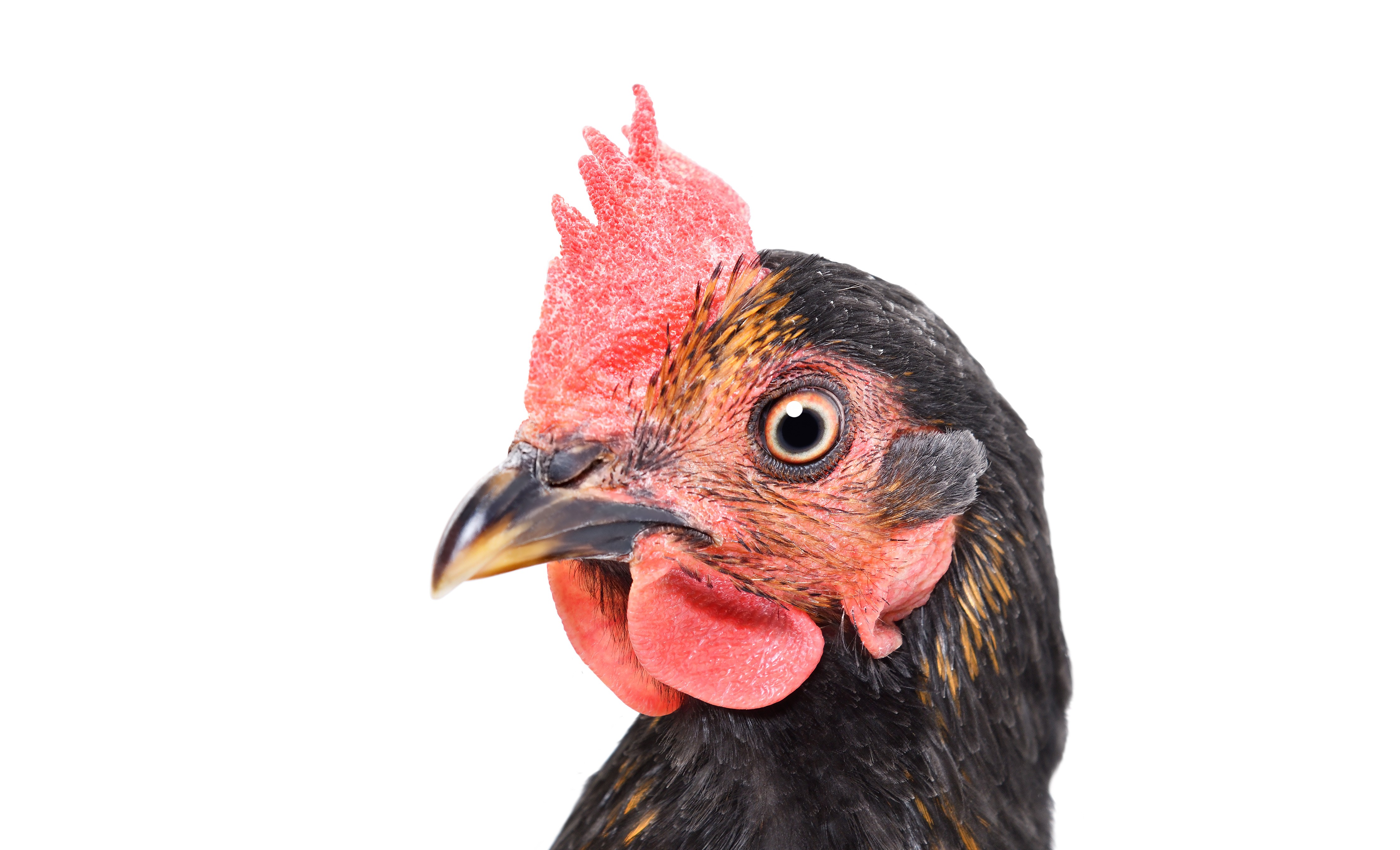 04344542704172-adobestock310973998-1723212983294.jpeg