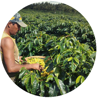 187-brazil-farmer.png