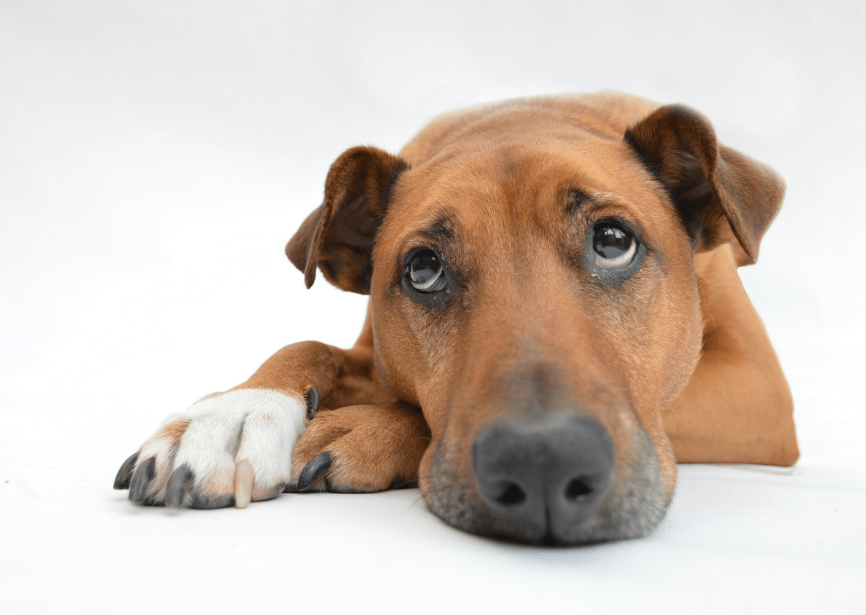 1188-is-your-dog-bored.png