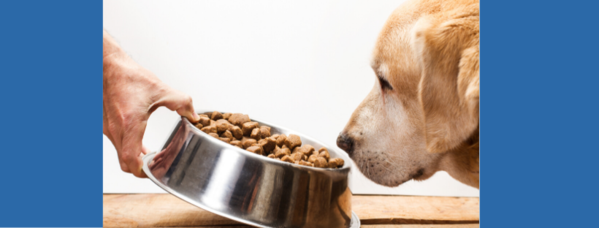 Using Enrichment to Make the Most of Your Dog's Food