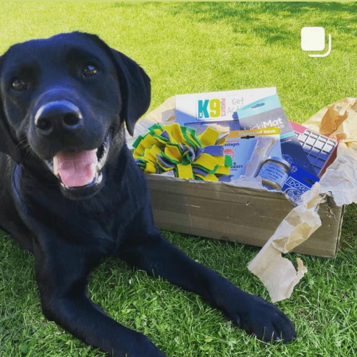 The Canine Brain Box subscription box for dogs!