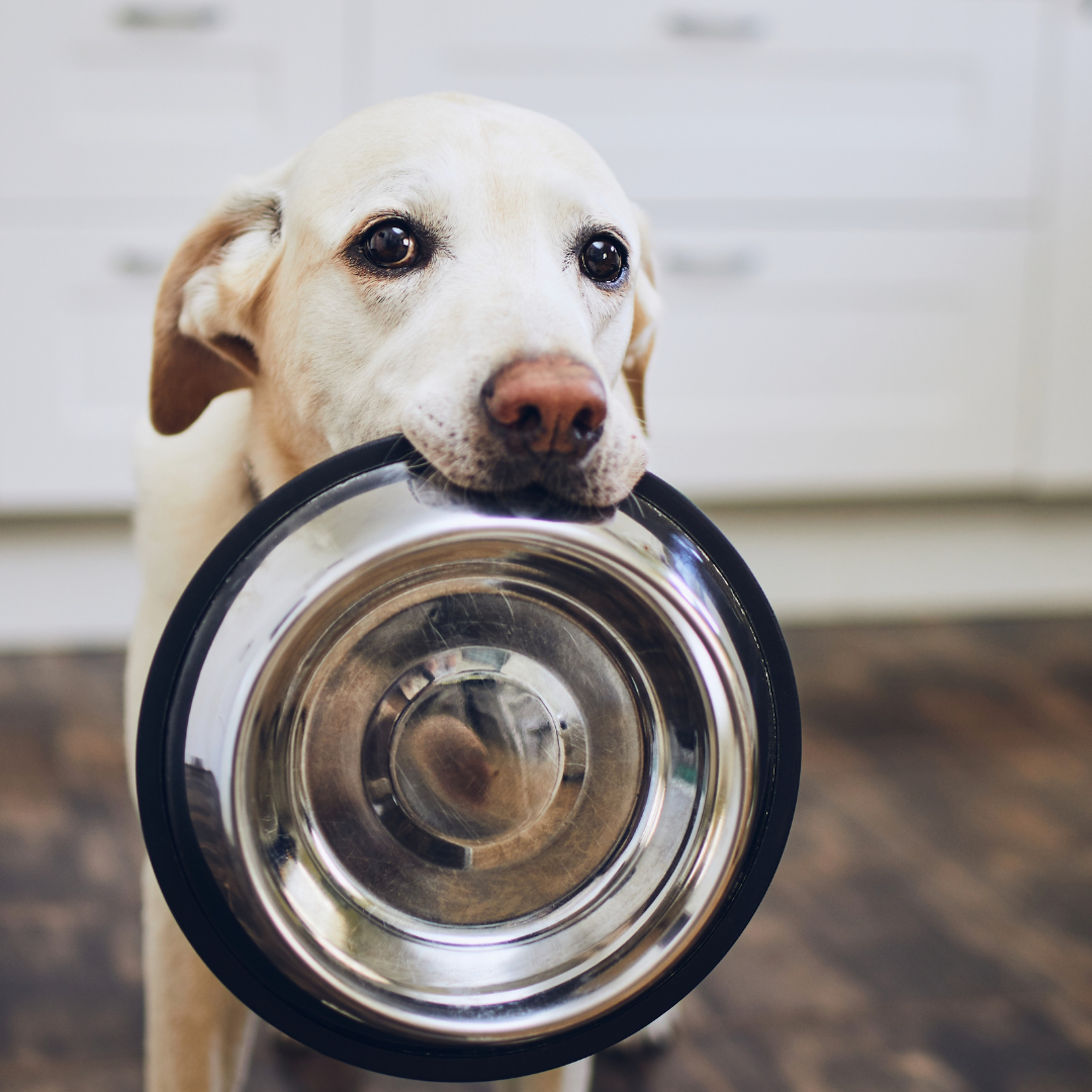 'Rawgust' - Choosing the best food for your dog.
