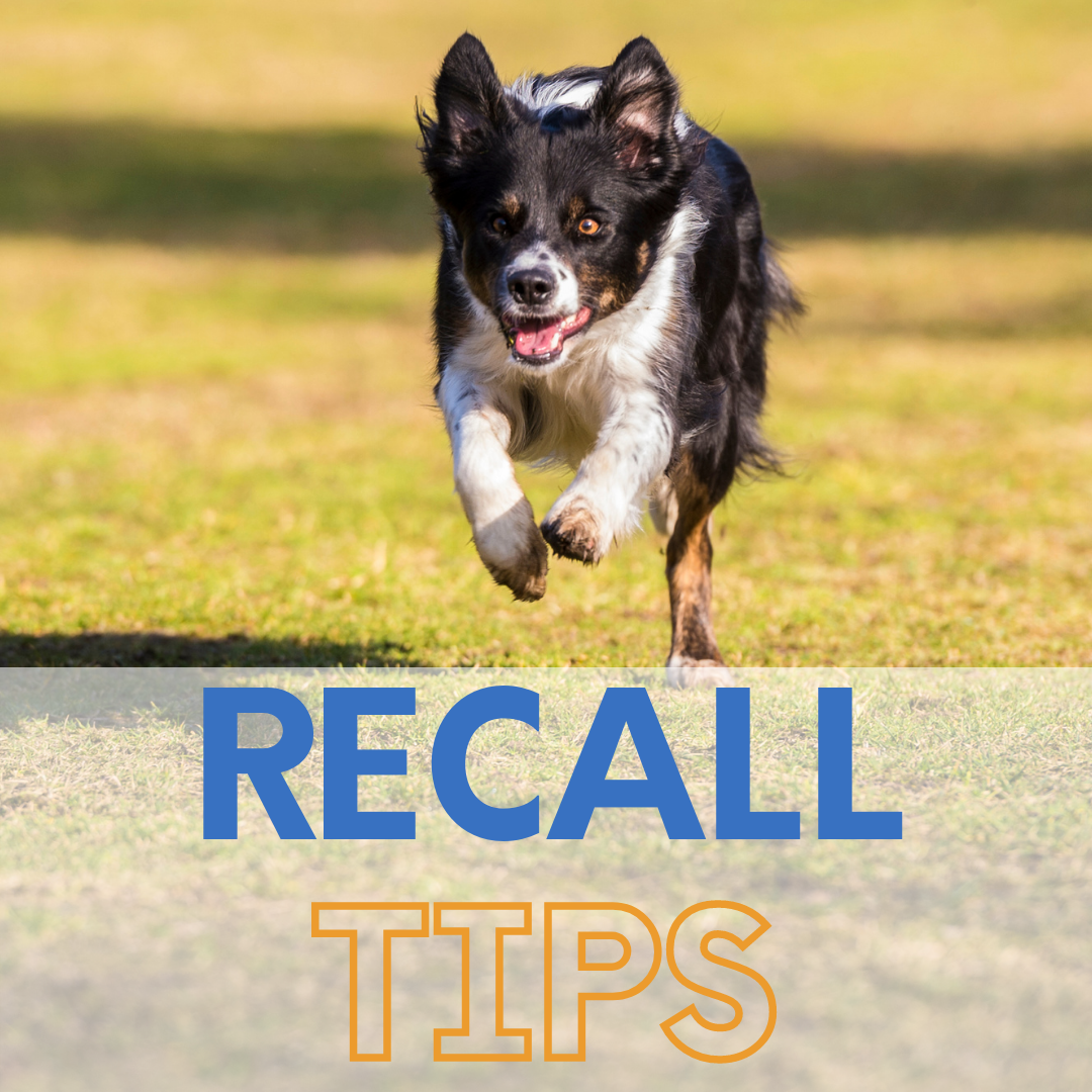 Boosting your dogs recall training